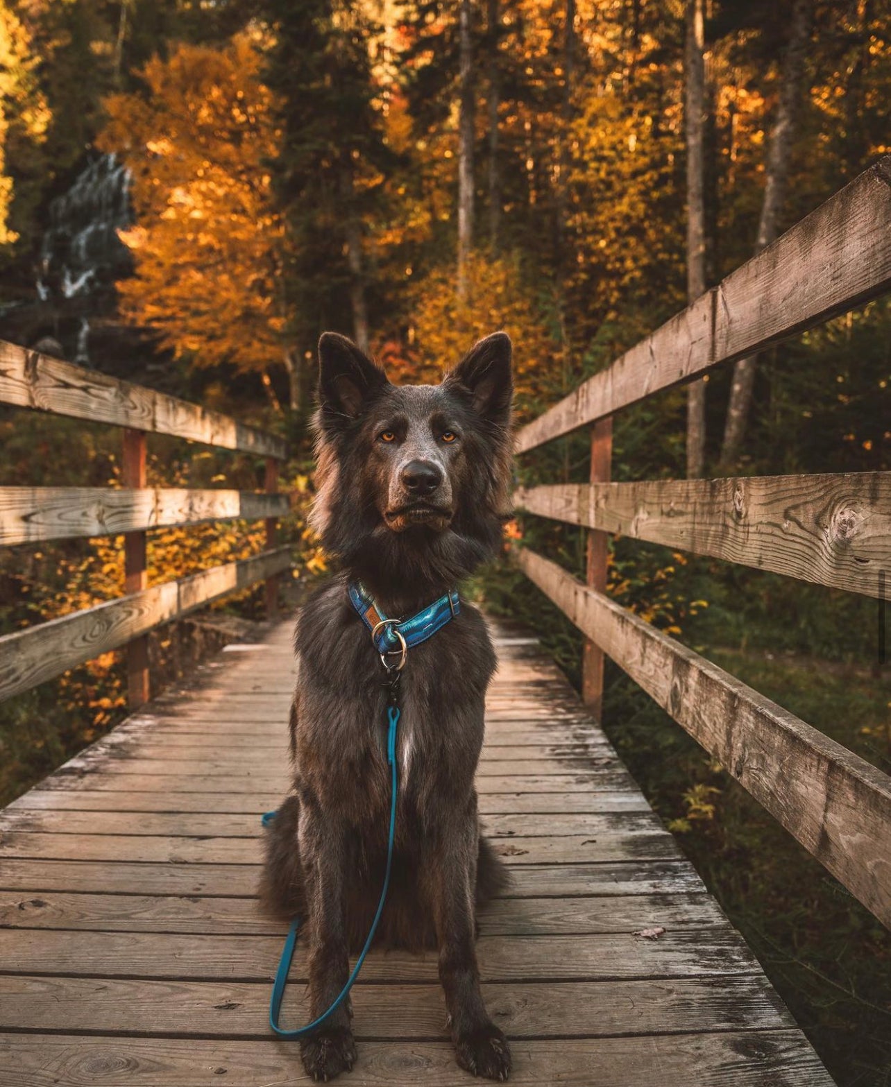 Northern Lights Eco Collar