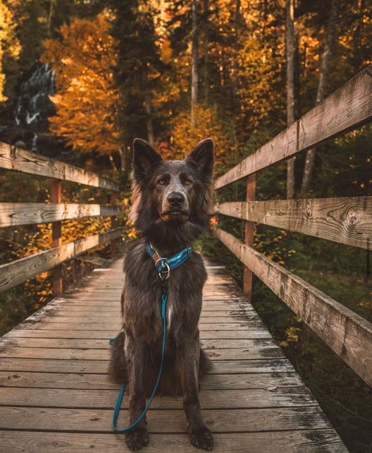 Northern Lights Eco Collar