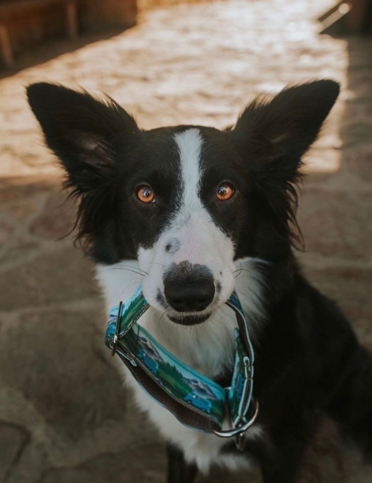 RoadTrip Eco Collar