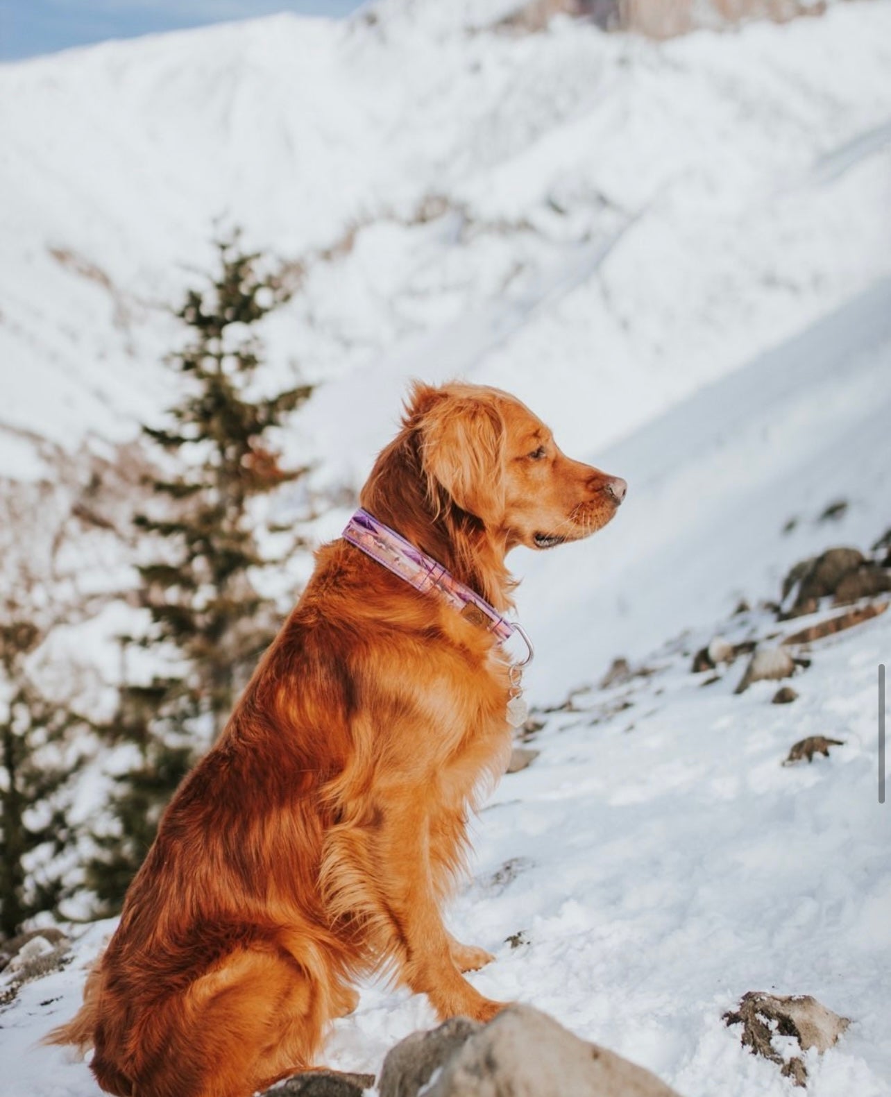 Campfire Eco Collar