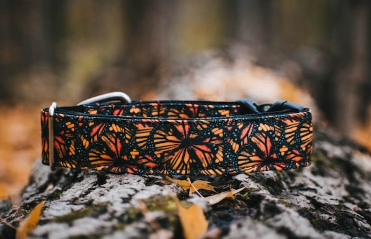 Monarch Eco Collar