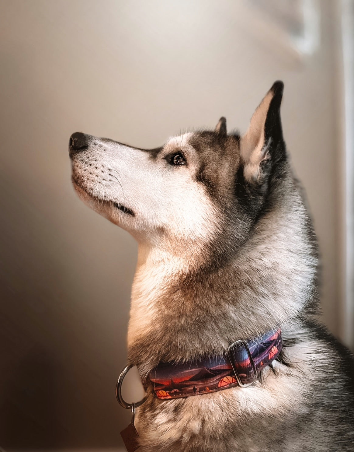 Campfire Eco Collar