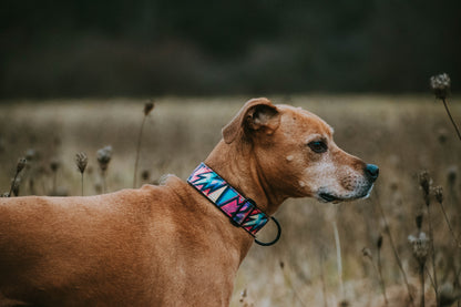 Cosmic Light Eco Collar