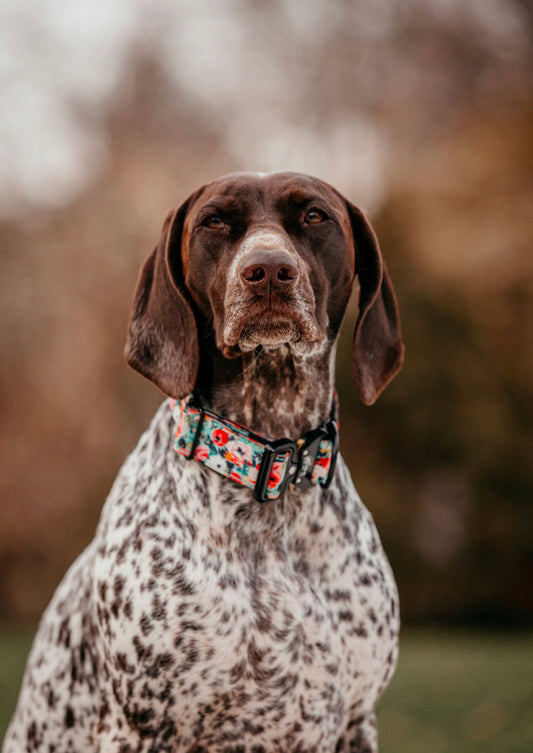 Pretty in Floral Tactical Collar