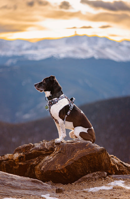 Emerald Zion Wander Harness