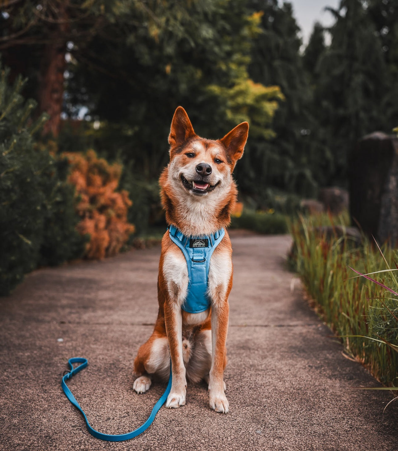 Pacific Blue Neon Chroma Wander Harness