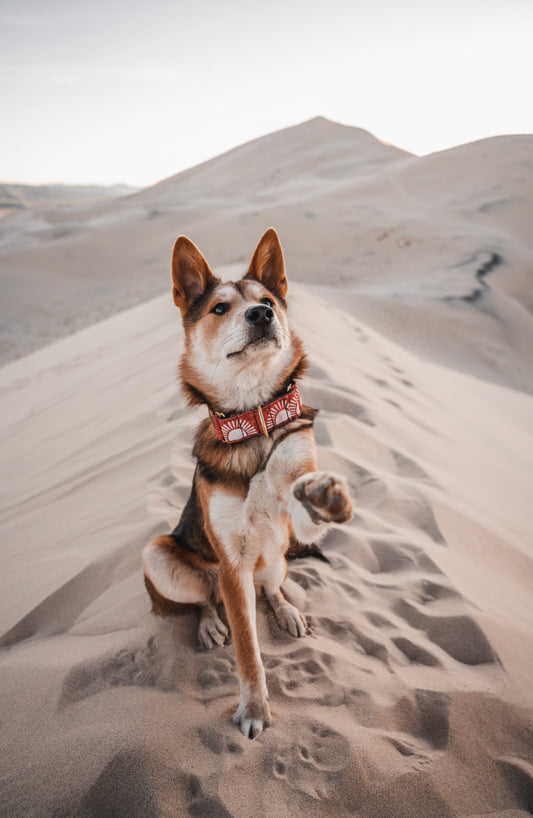 Rusted Sun Eco Collar