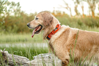 Hunter Orange Neon Chroma Tactical Collar