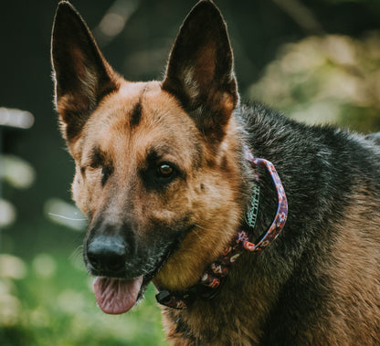 Floral Tactical Collar